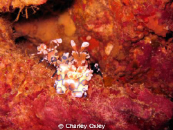 Harlequin shrimps at Richeliou Rock by Charley Oxley 
